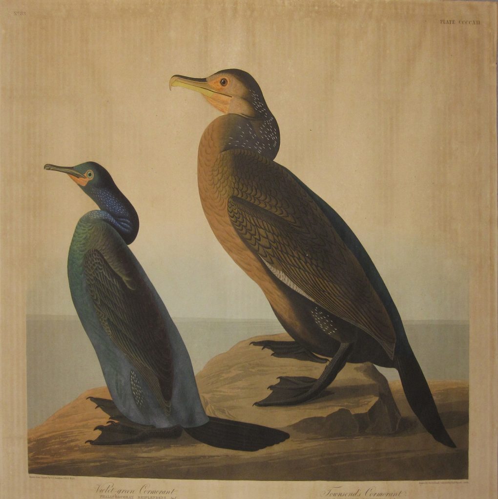 Robert Havell, after John James Audubon - Birds of America - Violet-Green Cormorant 